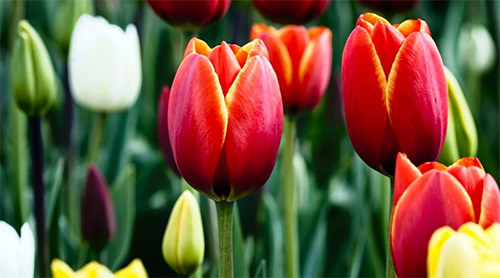 red tulips pictures
