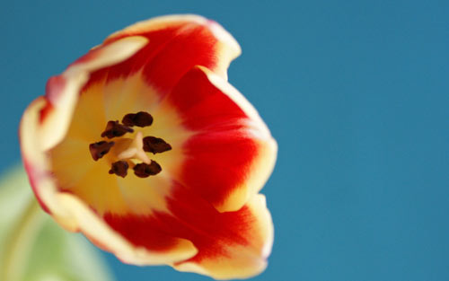 Hopeful Tulip Picture