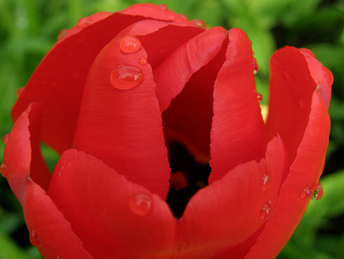 Well-Rounded Tulip Picture