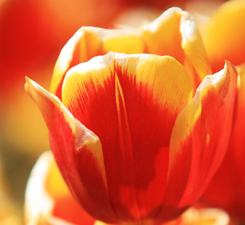 Good Shot on Tulip Picture