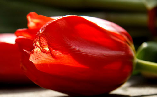 Freshly Taken Tulip Picture