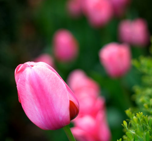 Indeed Inspiring Tulip Picture