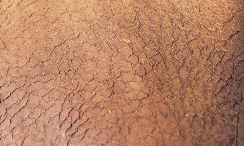 Light Leather Texture