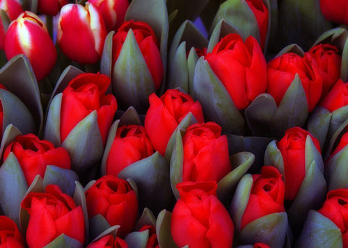 Prefectuly Amazing Tulip Picture