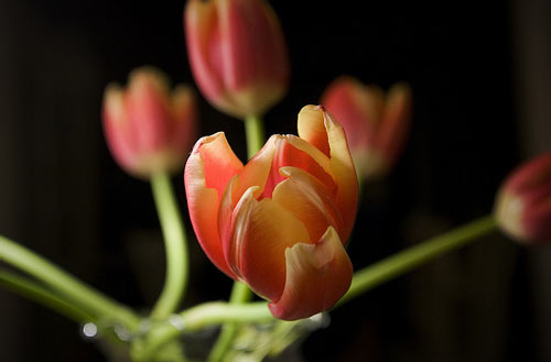 Perfectly Nice Tulip Picture