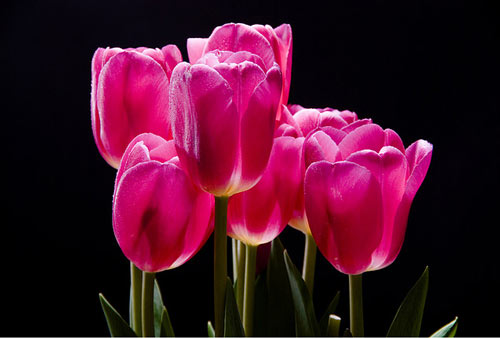 So Nice Tulip Picture