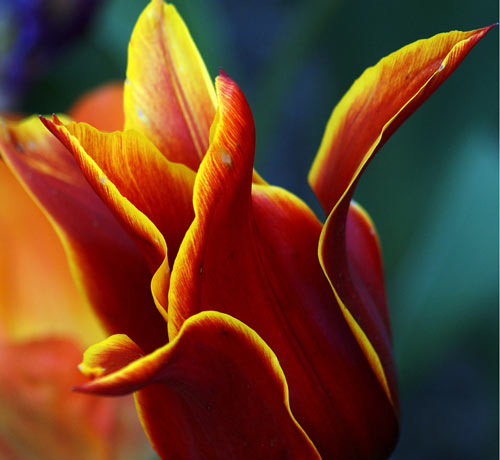 Awesome Tulip Picture