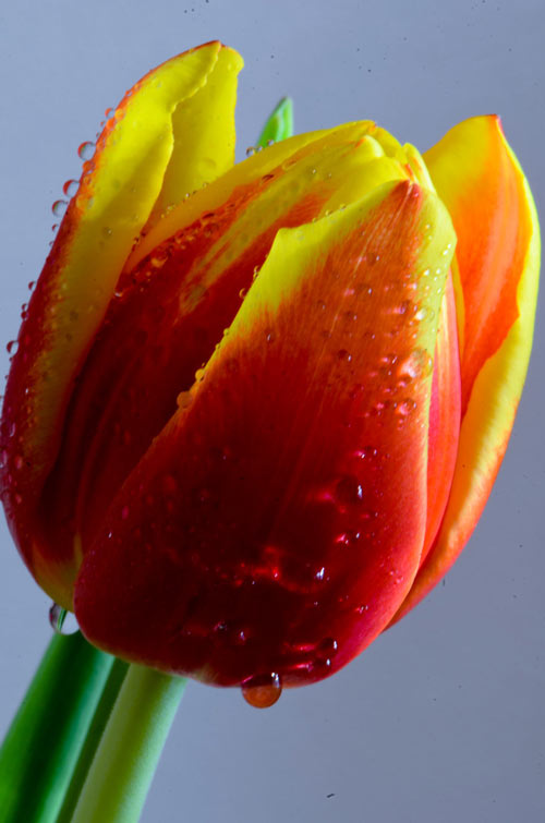 Attractive Tulip Picture