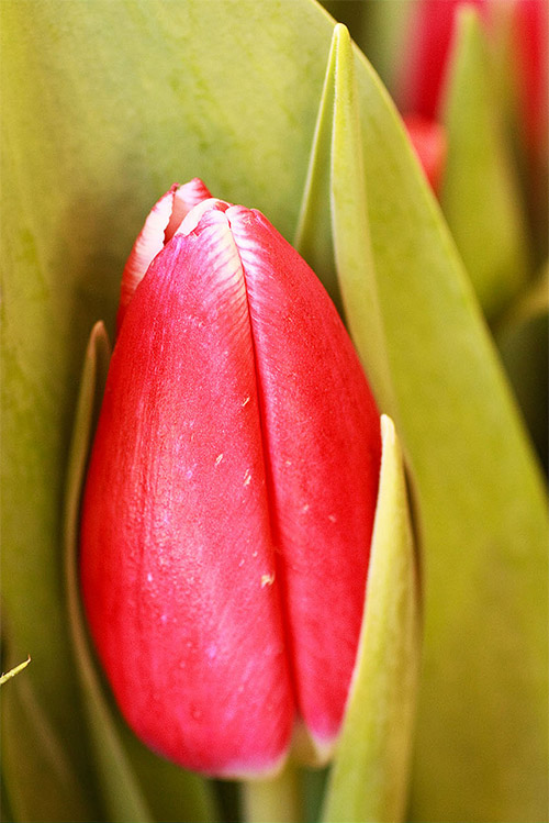 Awe-inspiring Tulip Picture