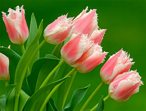 beautiful tulips pictures