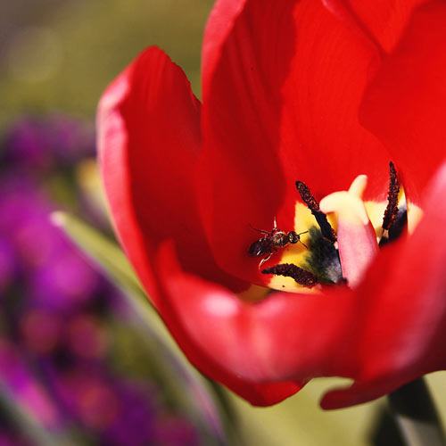 Amazing Tulip Picture