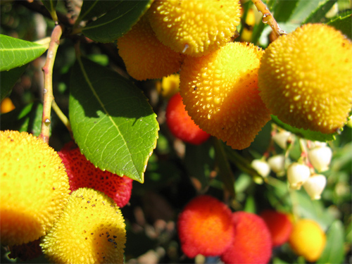 Fruits of Eden