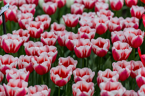 red white tulips pictures