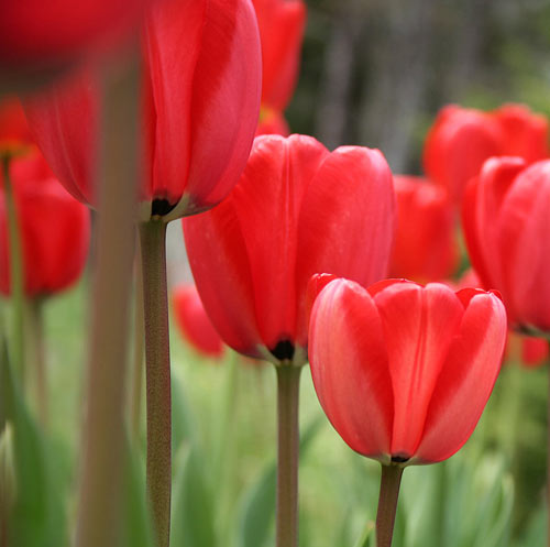 Beautifully Taken Tulip Picture