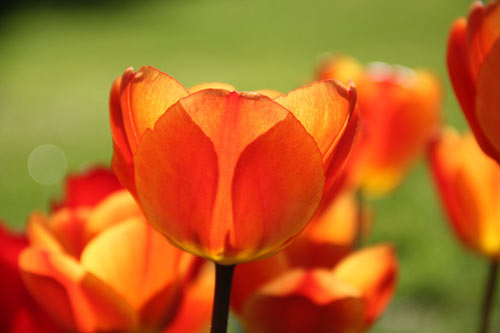 Wonderful Tulip Picture