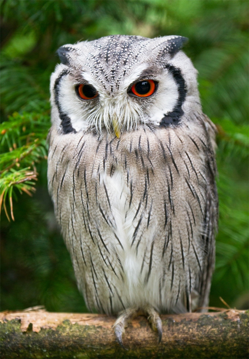 Eule Owl