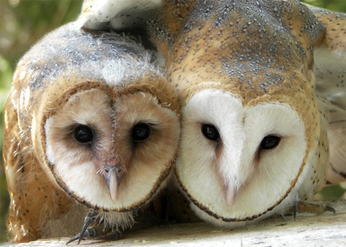 Barn Owl Siblings