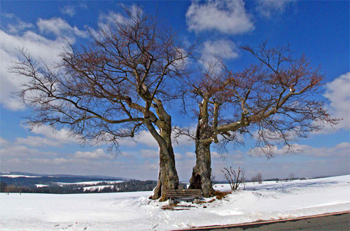 Twin Trees