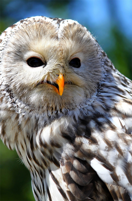 Ural owl