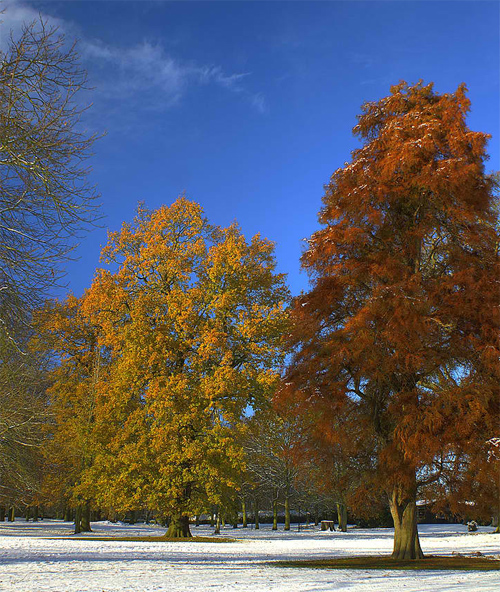 Winter Trees