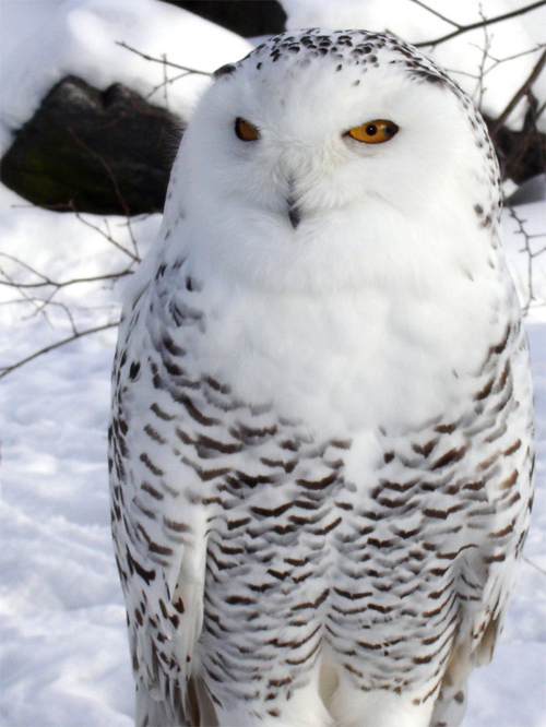 snow owl