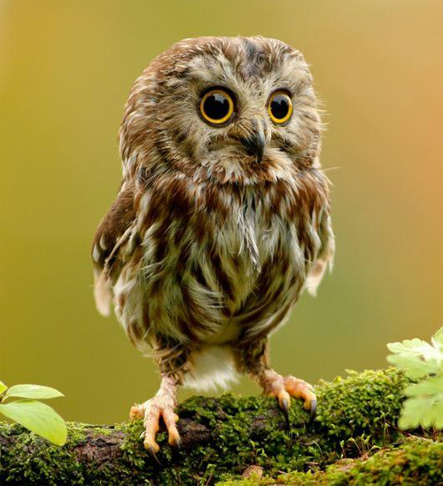 Fae Owl