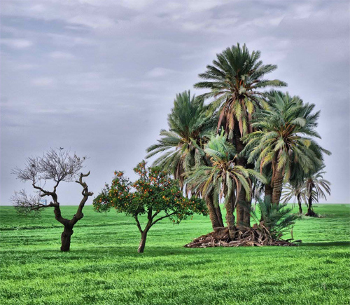 Trees