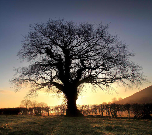 Oak Tree - Glastonbury