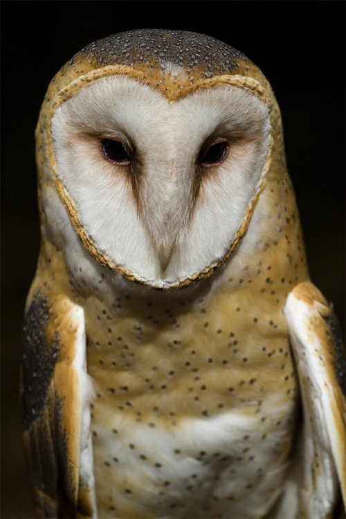 Barn Owl 2