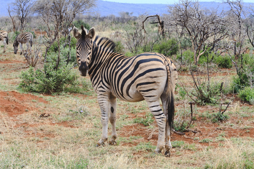 African zebra