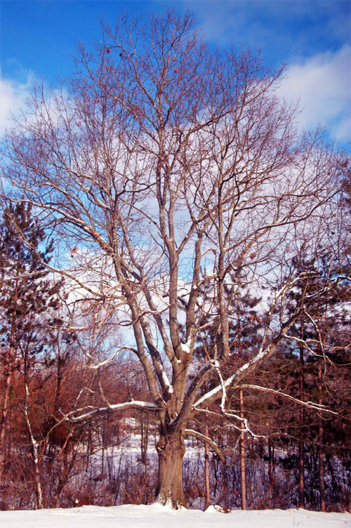 Snow Tree