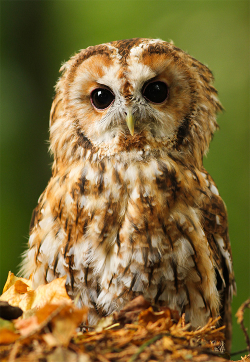 Tawny Owl