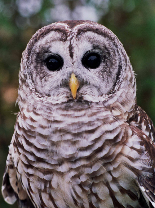 Barred Owl