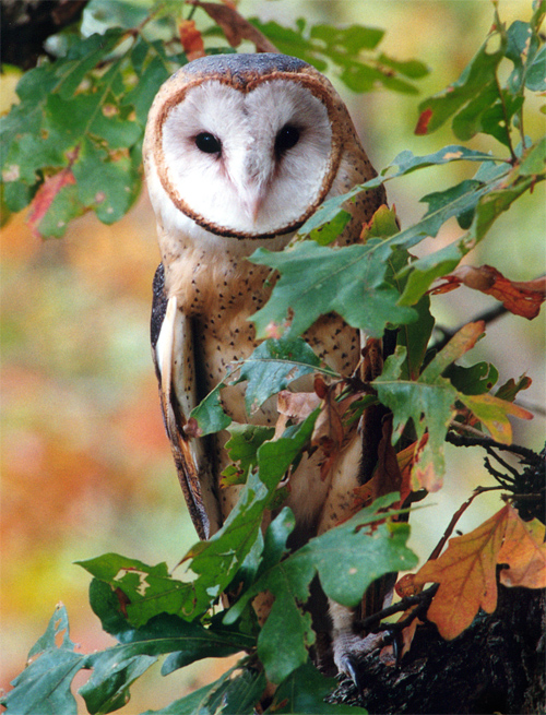 Barn Owl