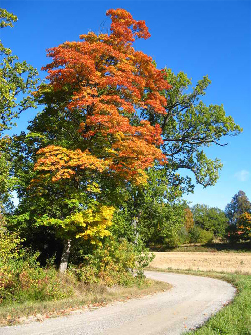 Changing Tree