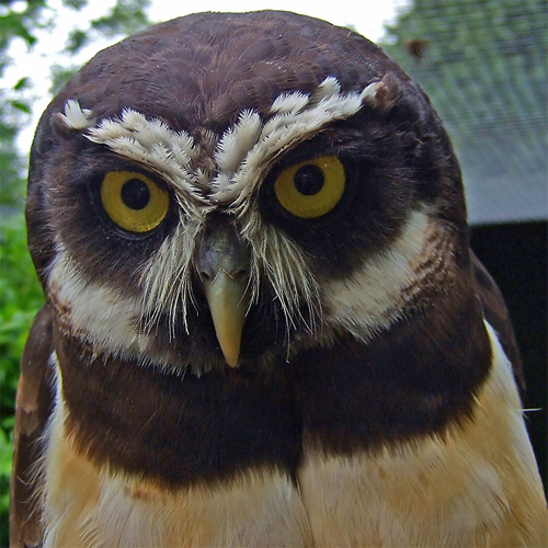 Spectacled Owl