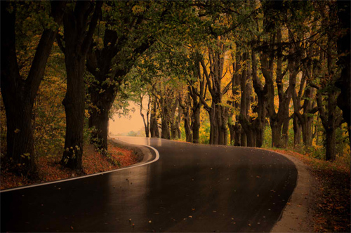 Autumn Road