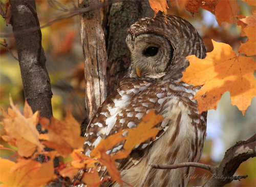 Autumn Barred Owl