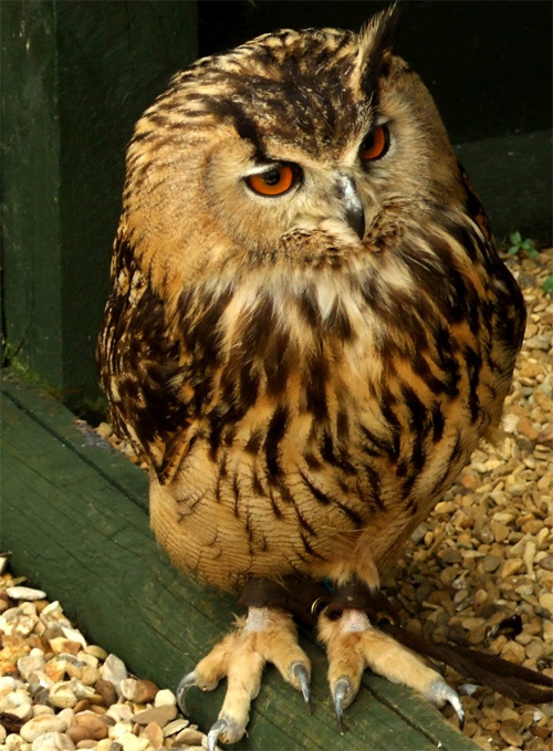 Eurasian Eagle Owl