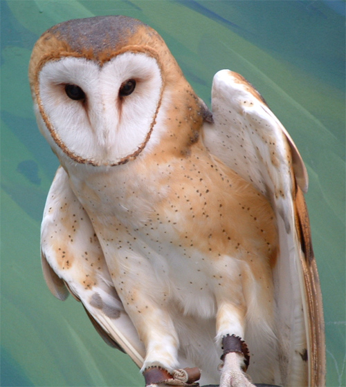 Barn Owl