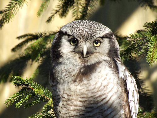 Northern Hawk Owl