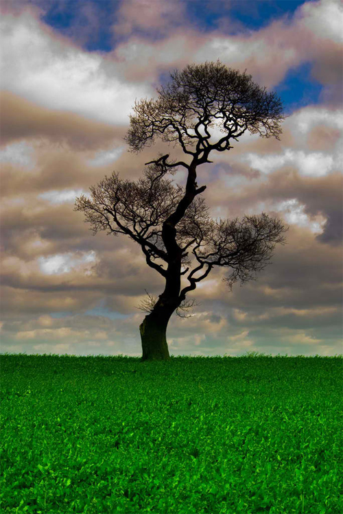 Lone Tree