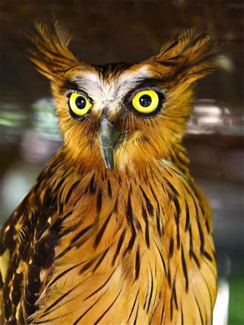 Buffy Fish Owl