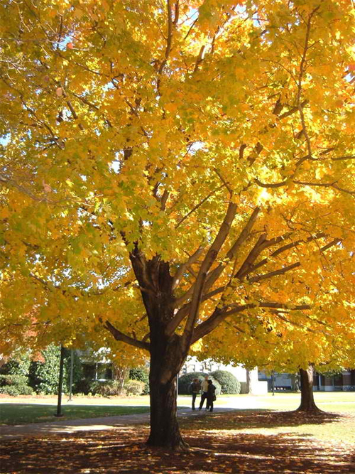 Yellow Tree 2