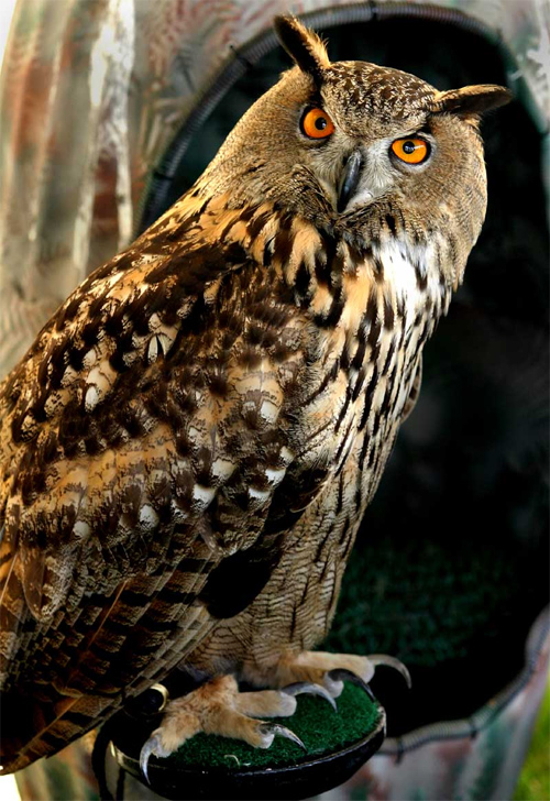 Owl