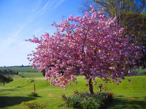 Blossoming Tree