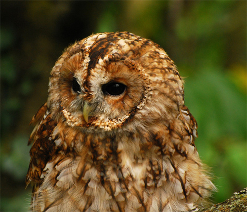 Tawny Owl