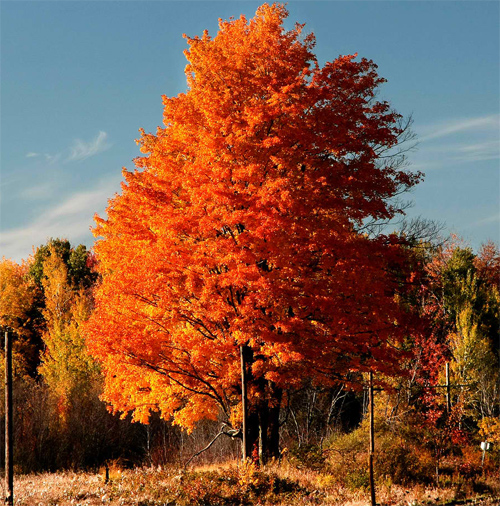 Orange Tree