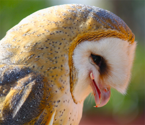 The Grinning Owl