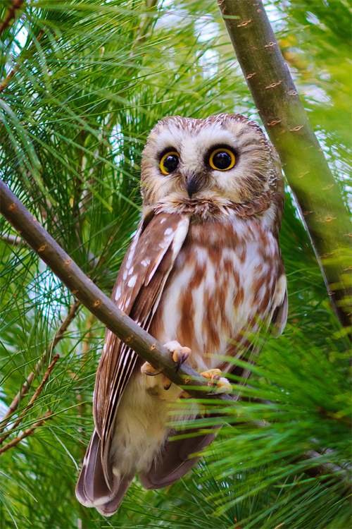 saw whet owl